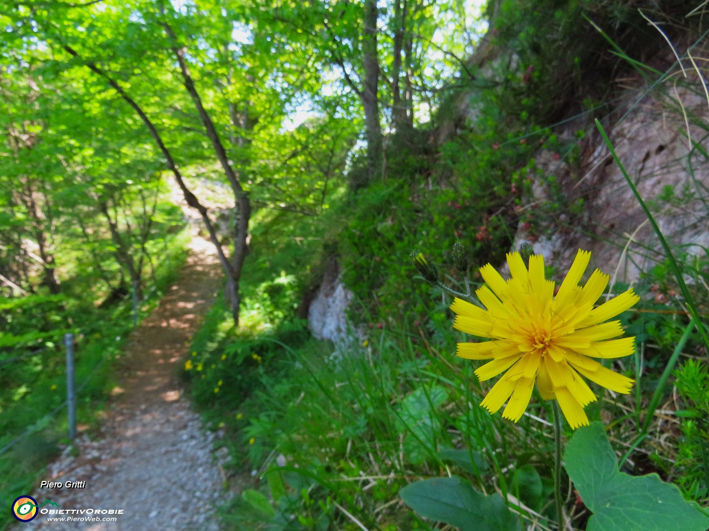 59 Scorzonera humilis- Scorzonera minore sul sentiero per il Monte Zucco.JPG